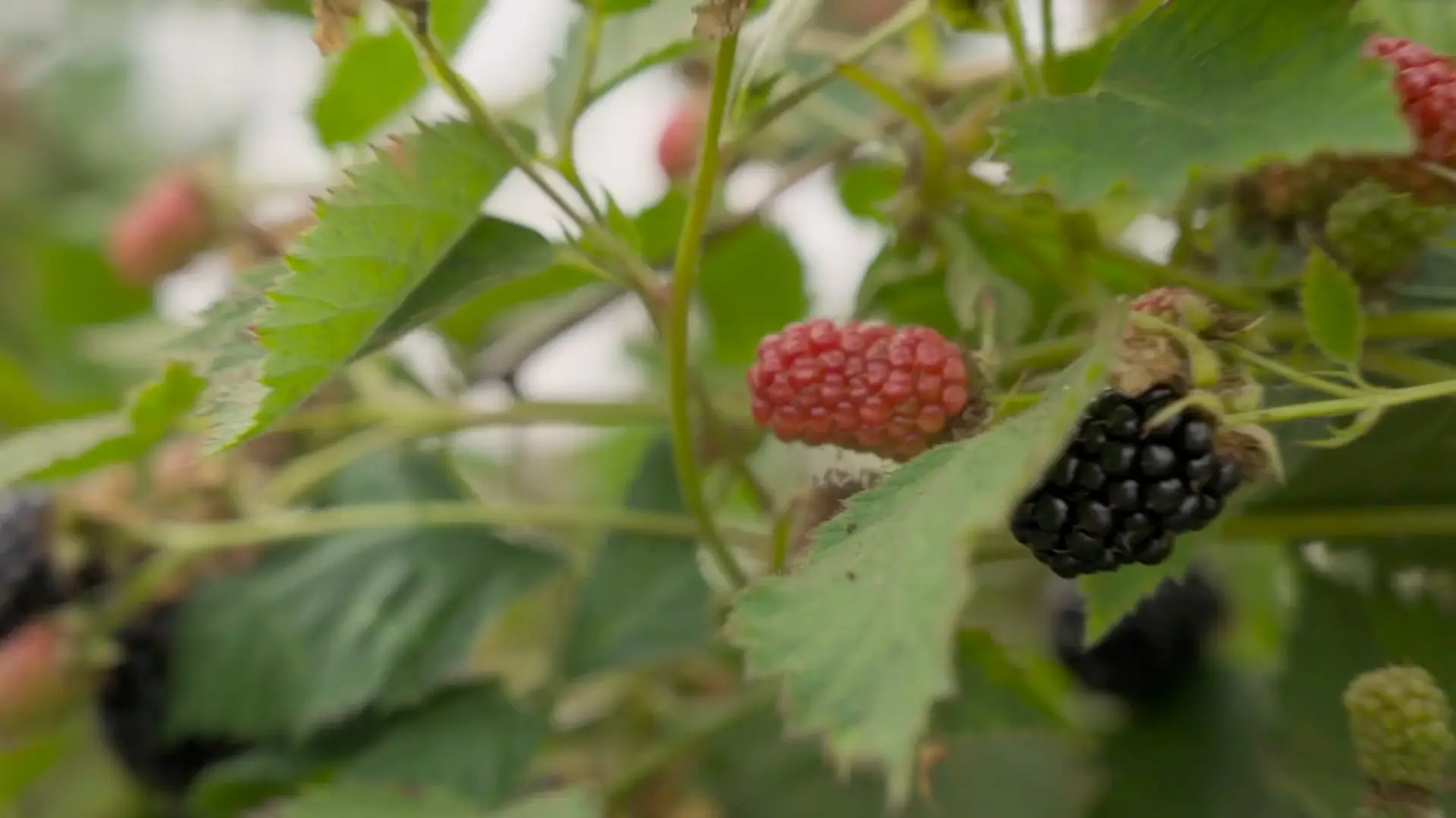 Food Unwrapped S18E03 FWR